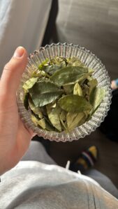 Liście koki są szeroko dostępne w Peru. Służą jako lekarstwo na chorobę wysokościową, dlatego turystom w Cuzco podaje się coca mate, czyli napar z liści koki. Herbata ma ziołowy posmak. Koki możemy spróbować także w innych postaciach, np. w cukierkach. Koka to roślina, z której wytwarza się narkotyki. Spożywanie jednak liści koki jest całkowicie bezpieczne i nie wywołuje stanów narkotycznych. Potrzeba ok. 150 kilogramów liści koki, aby uzyskać pół kilograma kokainy.