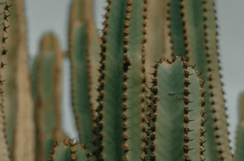 Ulica w mieście Meksyk lub symboliczny widok zagrożenia. Bezpieczeństwo w Meksyku: przestępczość pospolita, korupcja policji i zagrożenia naturalne. Artykuł analizujący realne ryzyka poza kartelami narkotykowymi.